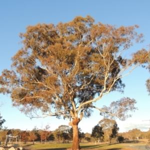 Eucalyptus melliodora at Forde, ACT - 6 Aug 2015