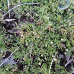 Cotula australis (Common Cotula, Carrot Weed) at Forde, ACT - 6 Aug 2015 by MichaelBedingfield
