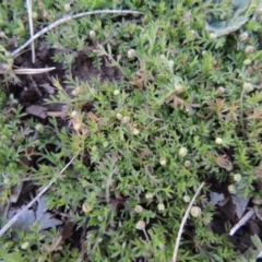 Cotula australis (Common Cotula, Carrot Weed) at Forde, ACT - 6 Aug 2015 by michaelb