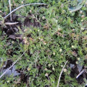 Cotula australis at Forde, ACT - 6 Aug 2015 06:22 PM
