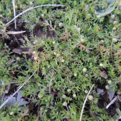 Cotula australis (Common Cotula, Carrot Weed) at Forde, ACT - 6 Aug 2015 by MichaelBedingfield