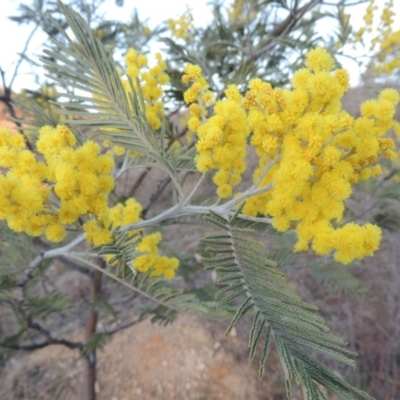 Acacia dealbata (Silver Wattle) at Gigerline Nature Reserve - 13 Aug 2015 by michaelb