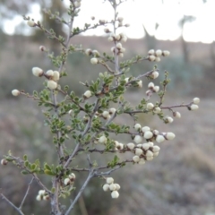 Cryptandra amara (Bitter Cryptandra) at Tennent, ACT - 13 Aug 2015 by MichaelBedingfield