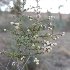 Cryptandra amara (Bitter Cryptandra) at Gigerline Nature Reserve - 13 Aug 2015 by michaelb