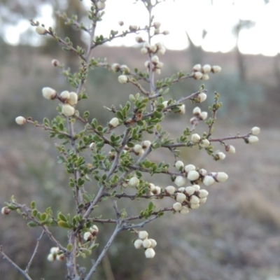 Cryptandra amara (Bitter Cryptandra) at Gigerline Nature Reserve - 13 Aug 2015 by michaelb