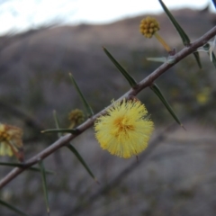 Acacia ulicifolia (Prickly Moses) at Tennent, ACT - 13 Aug 2015 by michaelb