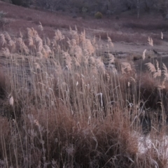 Phragmites australis (Common Reed) at Tennent, ACT - 13 Aug 2015 by michaelb