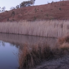 Phragmites australis at Tennent, ACT - 13 Aug 2015 07:10 PM