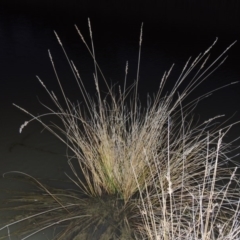 Carex appressa (Tall Sedge) at Tennent, ACT - 13 Aug 2015 by MichaelBedingfield