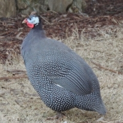 Numida meleagris (Helmeted Guineafowl) at Molonglo Valley, ACT - 28 Jul 2015 by michaelb