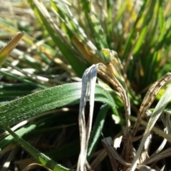 Nassella neesiana (Chilean Needlegrass) at Lyneham, ACT - 14 Aug 2015 by joshuathomson