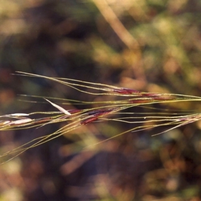 Nassella neesiana (Chilean Needlegrass) at Yarralumla, ACT - 14 Apr 2007 by MichaelBedingfield