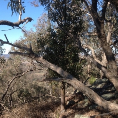 Brachychiton populneus subsp. populneus (Kurrajong) at Jerrabomberra, ACT - 14 Aug 2015 by Mike