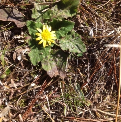 Cymbonotus sp. (preissianus or lawsonianus) (Bears Ears) at Jerrabomberra, ACT - 14 Aug 2015 by Mike