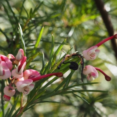 Grevillea rosmarinifolia subsp. rosmarinifolia (Rosemary Grevillea) at Stromlo, ACT - 14 Aug 2015 by KenT