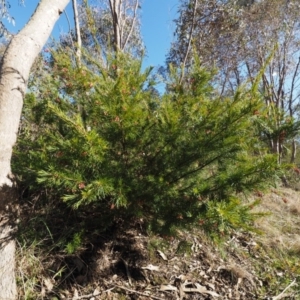 Grevillea rosmarinifolia subsp. rosmarinifolia at Stromlo, ACT - 14 Aug 2015