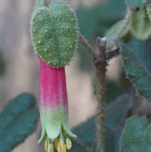 Correa reflexa var. reflexa at Stromlo, ACT - 14 Aug 2015