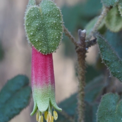 Correa reflexa var. reflexa (Common Correa, Native Fuchsia) at Stromlo, ACT - 14 Aug 2015 by KenT