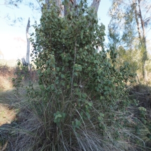 Correa reflexa var. reflexa at Stromlo, ACT - 14 Aug 2015