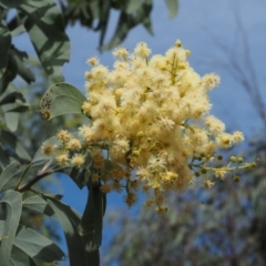 Acacia falciformis (Broad-leaved Hickory) at Cotter River, ACT - 29 Oct 2014 by KenT