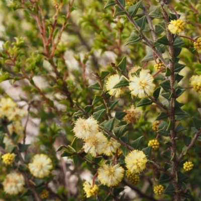 Acacia gunnii (Ploughshare Wattle) at Cotter River, ACT - 14 Aug 2015 by KenT