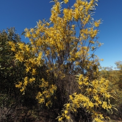 Acacia rubida (Red-stemmed Wattle, Red-leaved Wattle) at Lower Cotter Catchment - 14 Aug 2015 by KenT