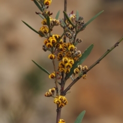 Daviesia mimosoides subsp. mimosoides at Cotter River, ACT - 30 Oct 2014 by KenT