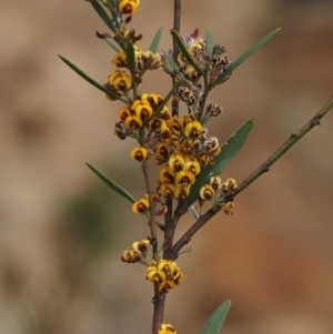 Daviesia mimosoides subsp. mimosoides at Cotter River, ACT - 30 Oct 2014