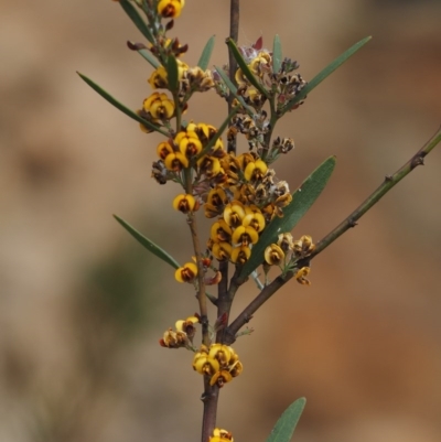 Daviesia mimosoides subsp. mimosoides at Cotter River, ACT - 29 Oct 2014 by KenT