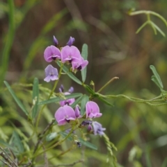 Glycine clandestina (Twining Glycine) at Cotter River, ACT - 29 Oct 2014 by KenT