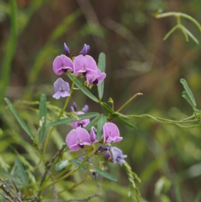 Glycine clandestina (Twining Glycine) at Cotter River, ACT - 30 Oct 2014 by KenT