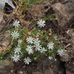 Stellaria pungens (Prickly Starwort) at Cotter River, ACT - 30 Oct 2014 by KenT