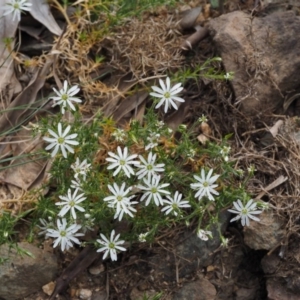 Stellaria pungens at Cotter River, ACT - 30 Oct 2014 09:02 AM