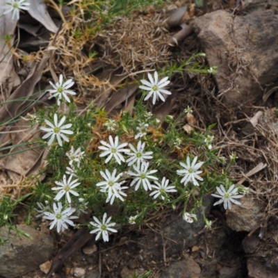 Stellaria pungens (Prickly Starwort) at Cotter River, ACT - 30 Oct 2014 by KenT