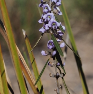 Hovea heterophylla at Cotter River, ACT - 14 Aug 2015
