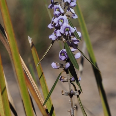 Hovea heterophylla (Common Hovea) at Cotter River, ACT - 14 Aug 2015 by KenT