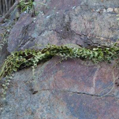 Asplenium flabellifolium (Necklace Fern) at Cotter River, ACT - 14 Aug 2015 by KenT