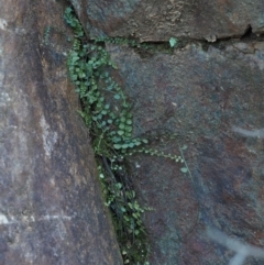 Asplenium flabellifolium at Cotter River, ACT - 14 Aug 2015