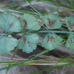 Asplenium flabellifolium at Cotter River, ACT - 14 Aug 2015 11:15 AM