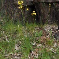 Bulbine glauca (Rock Lily) at Cotter River, ACT - 29 Oct 2014 by KenT