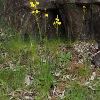 Bulbine glauca (Rock Lily) at Lower Cotter Catchment - 29 Oct 2014 by KenT