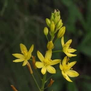 Bulbine glauca at Cotter River, ACT - 30 Oct 2014