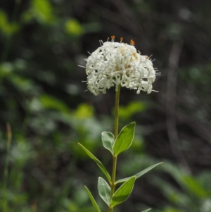 Pimelea treyvaudii at Cotter River, ACT - 30 Oct 2014