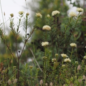 Pimelea treyvaudii at Cotter River, ACT - 30 Oct 2014 08:32 AM