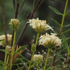 Pimelea treyvaudii at Cotter River, ACT - 30 Oct 2014