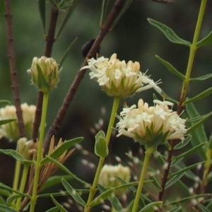 Pimelea treyvaudii at Cotter River, ACT - 30 Oct 2014 08:32 AM