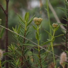 Pimelea treyvaudii at Cotter River, ACT - 30 Oct 2014 08:32 AM