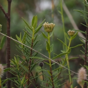 Pimelea treyvaudii at Cotter River, ACT - 30 Oct 2014