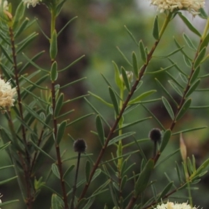 Pimelea treyvaudii at Cotter River, ACT - 30 Oct 2014