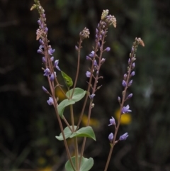 Veronica perfoliata (Digger's Speedwell) at Cotter River, ACT - 30 Oct 2014 by KenT
